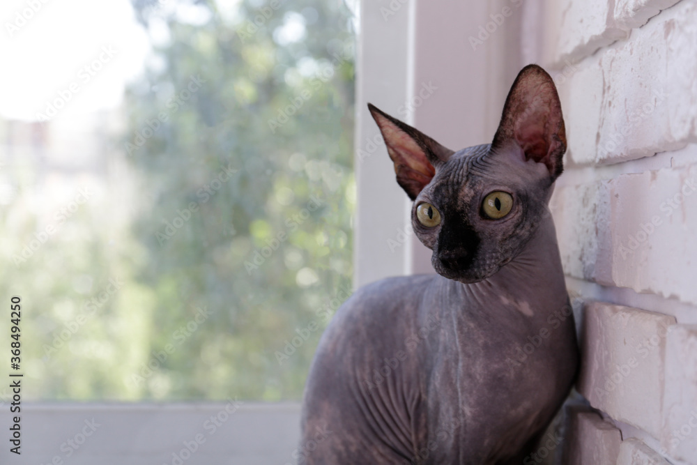 Grey Canadian mink point sphynx cat sitting on a windowsill. Beautiful purebred hairless kitten by the window. Natural light. Close up, copy space, background.