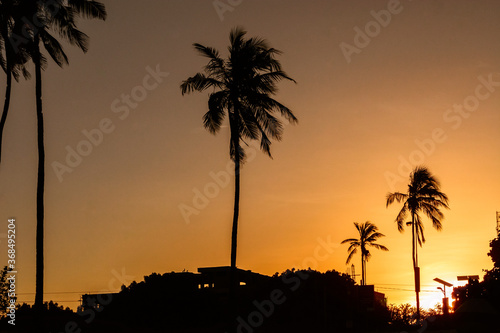 palm trees at sunset © Manyijnr