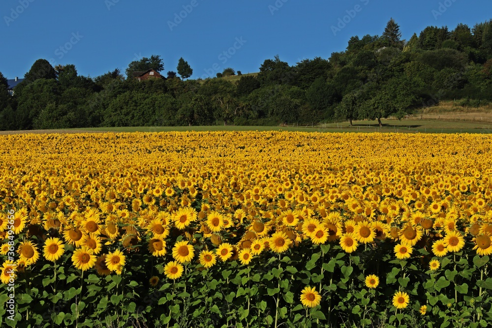 Sonnenblumenfeld im Juli in Nordhessen