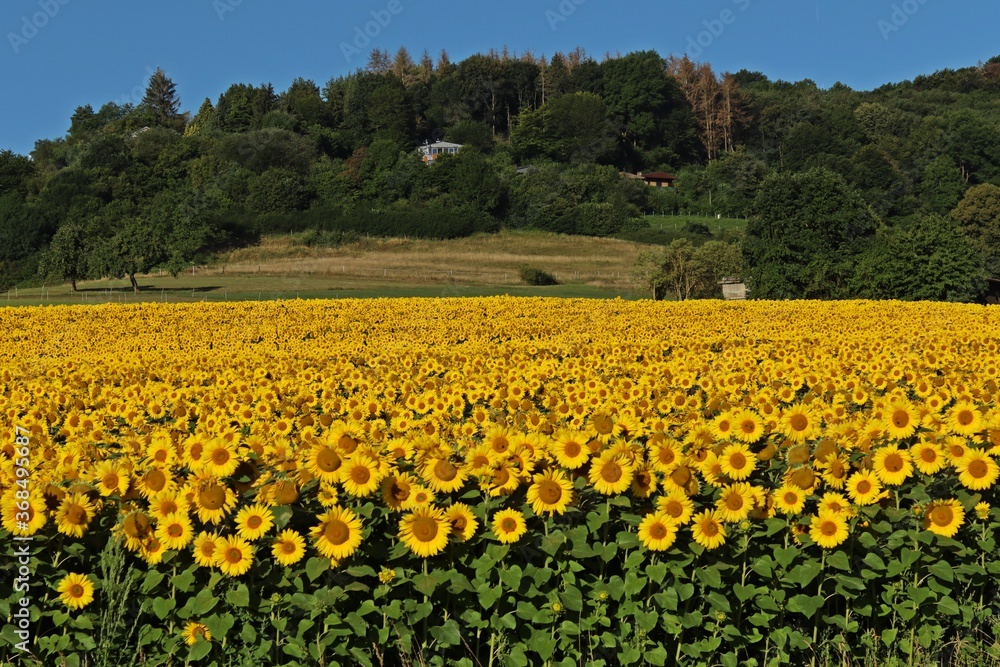 Sonnenblumenfeld im Juli in Nordhessen