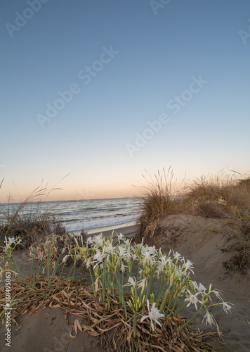 sunrise, beach, dawn, sea, calm, background, sky, copyspace, horizon, ocean, sand dunes, long grass, brown, white flowers, sand bank