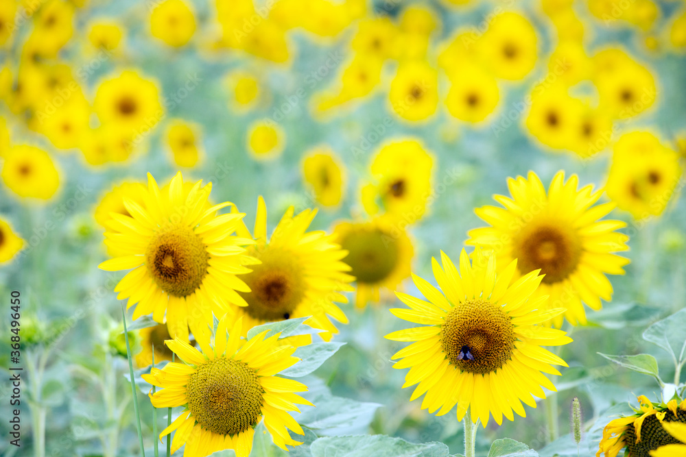 Obraz premium sunflowers in a field