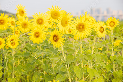 sunflowers in a field