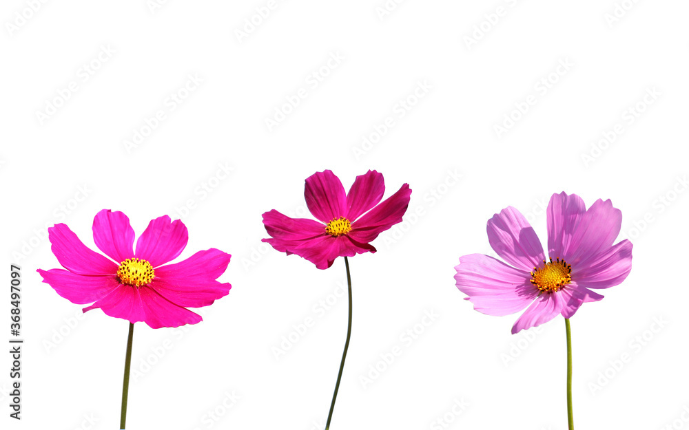 Isolated Cosmos flowers on white background.