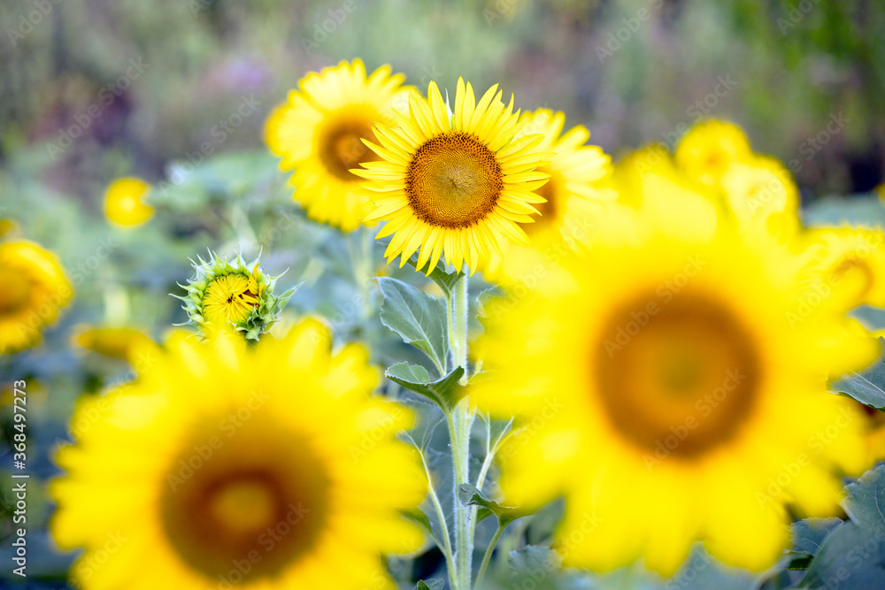 Obraz premium sunflowers in a field