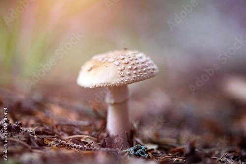 Mushroom in the forest in sunset.