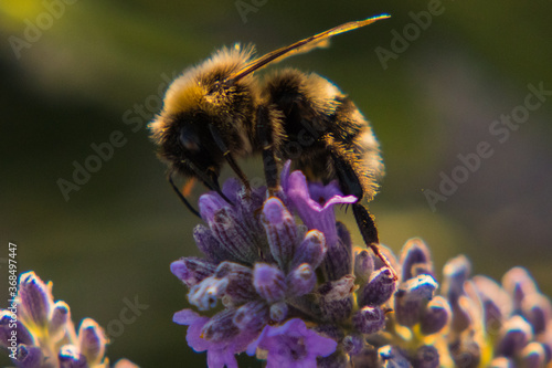 La récolte du pollen