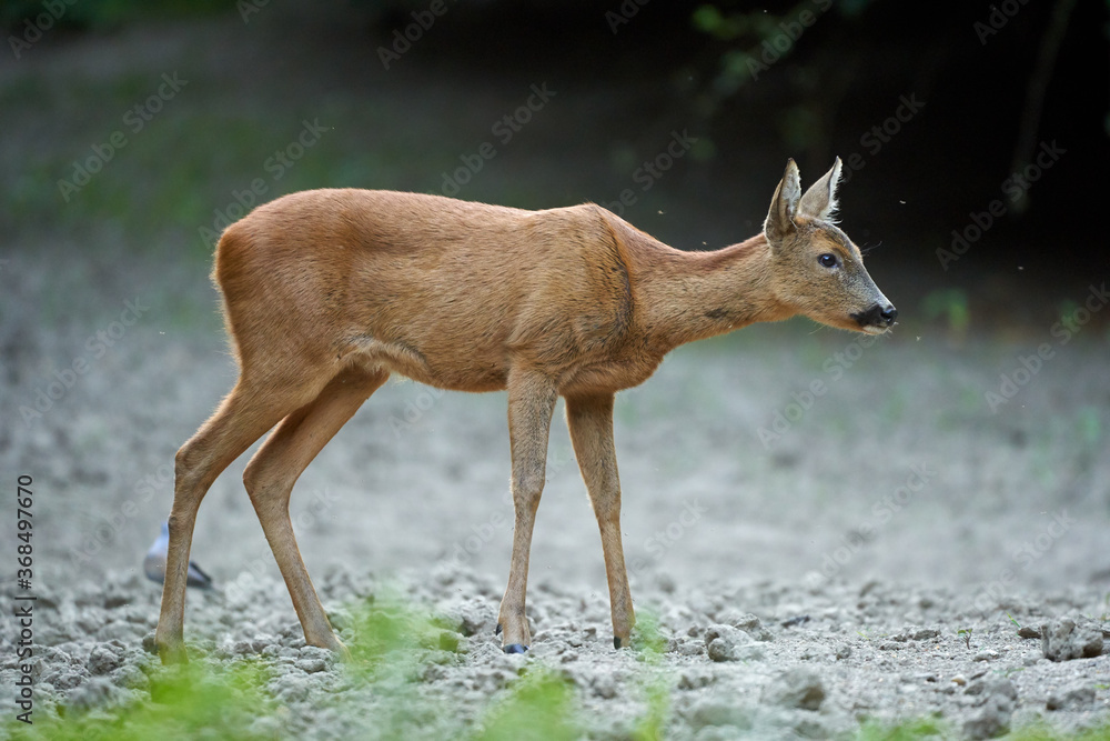 Young roe deer female Young roe deer female