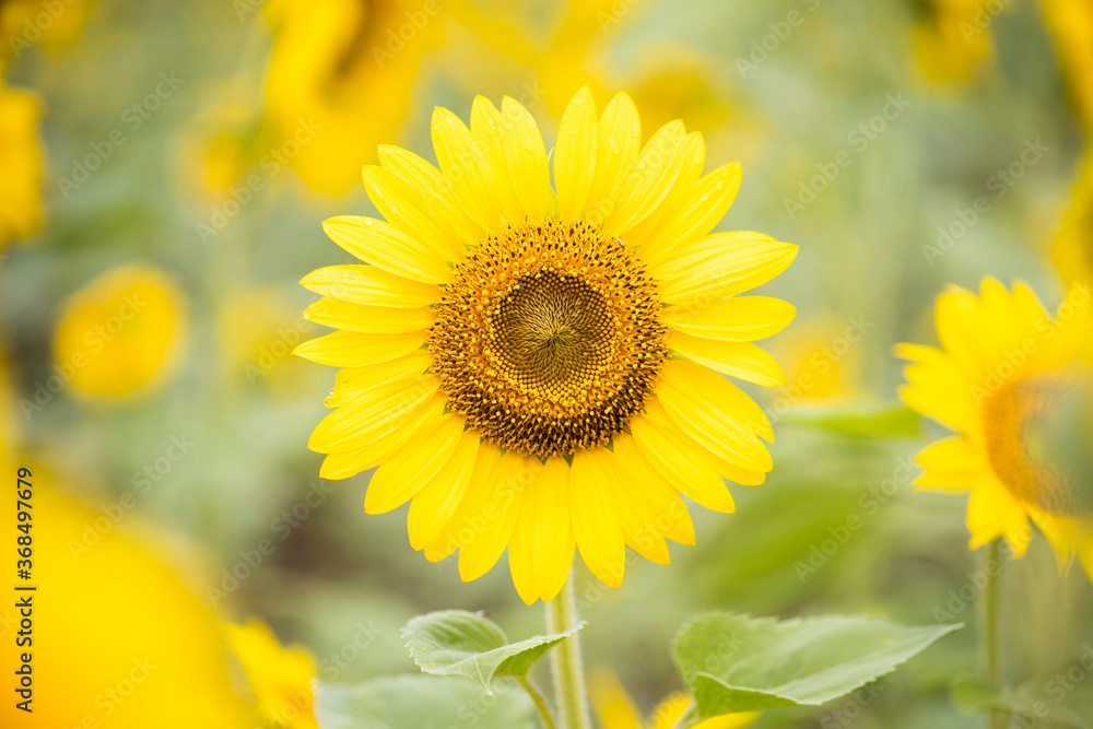 sunflowers in a field sunflowers in a field