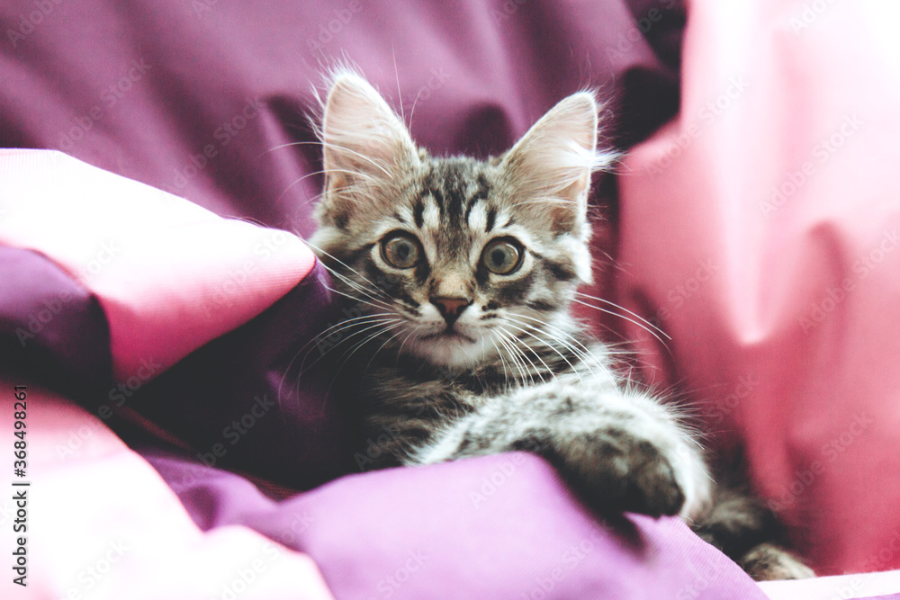 Funny gray tabby cute kitten with beautiful big eyes on bright trendy ...