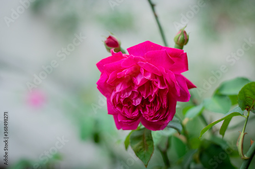 Rosa