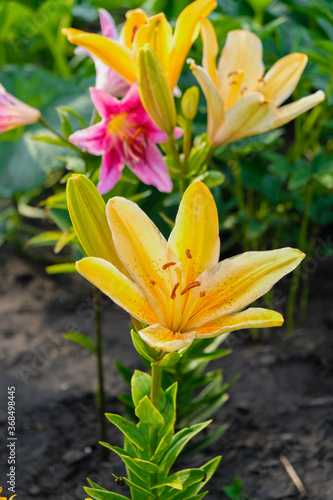 Yellow and pink dewy lilies in the morning garden. vertical images.