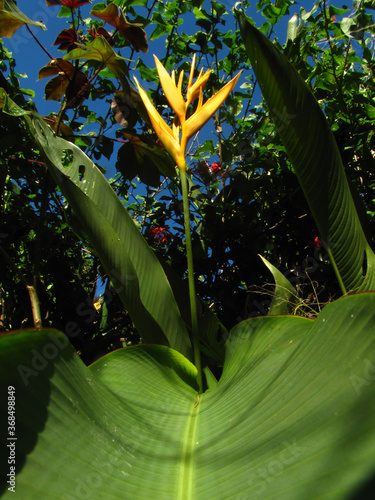 Tropical Palm Tree  branches in sunny day begining  the summer season, it has some beautifull colors photo