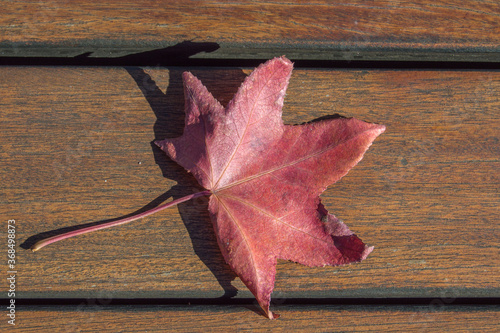 red  dry leaf of platanus acerifolia tree isolated on wooden  background photo
