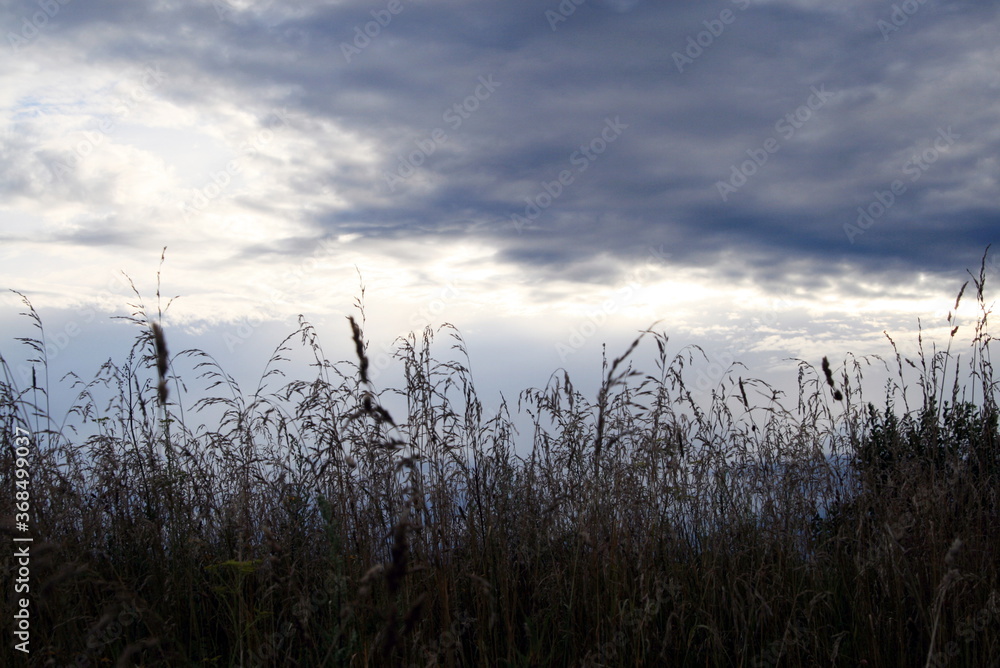 Fototapeta premium ears of corn in a field against a blue sky with clouds