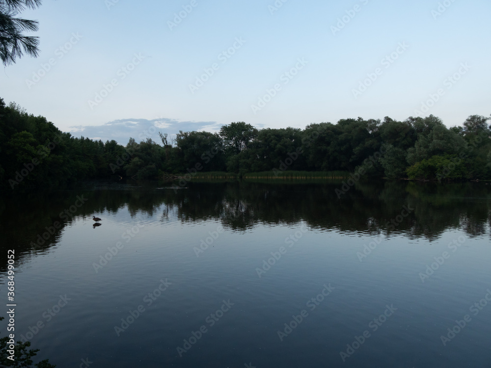 Lone goose on lake