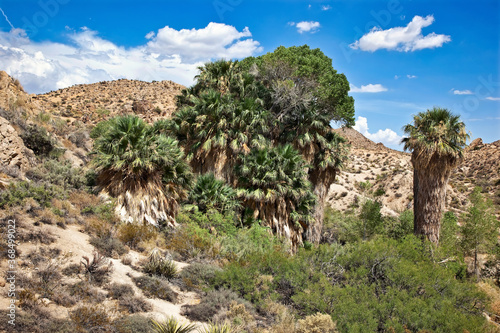 Cottonwood Spring, an oasis in the Joshua Tree National Park