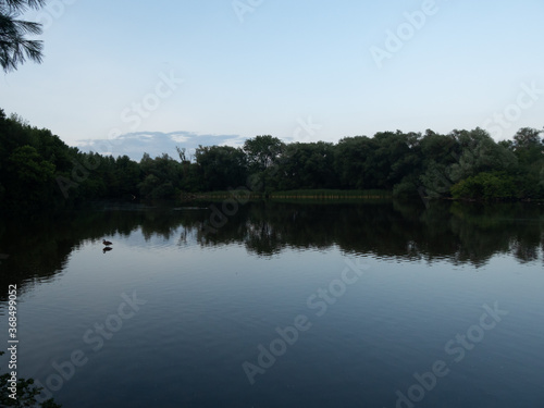 Lone goose on lake