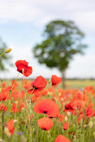 Field of poppies with natural sunlight