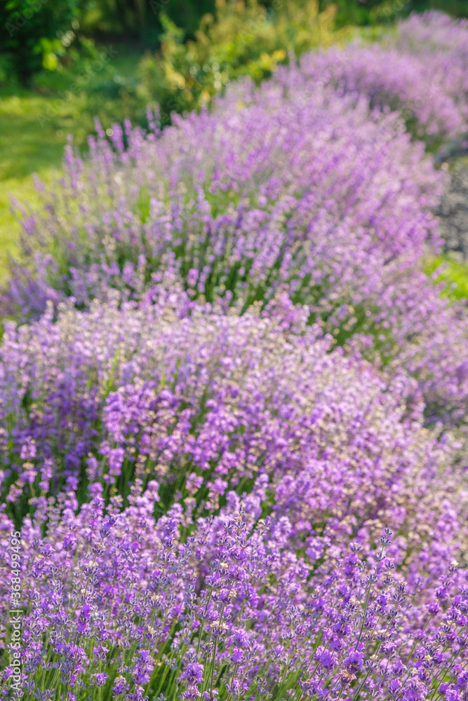 Lavender bushes in full bloom. Vertical images.