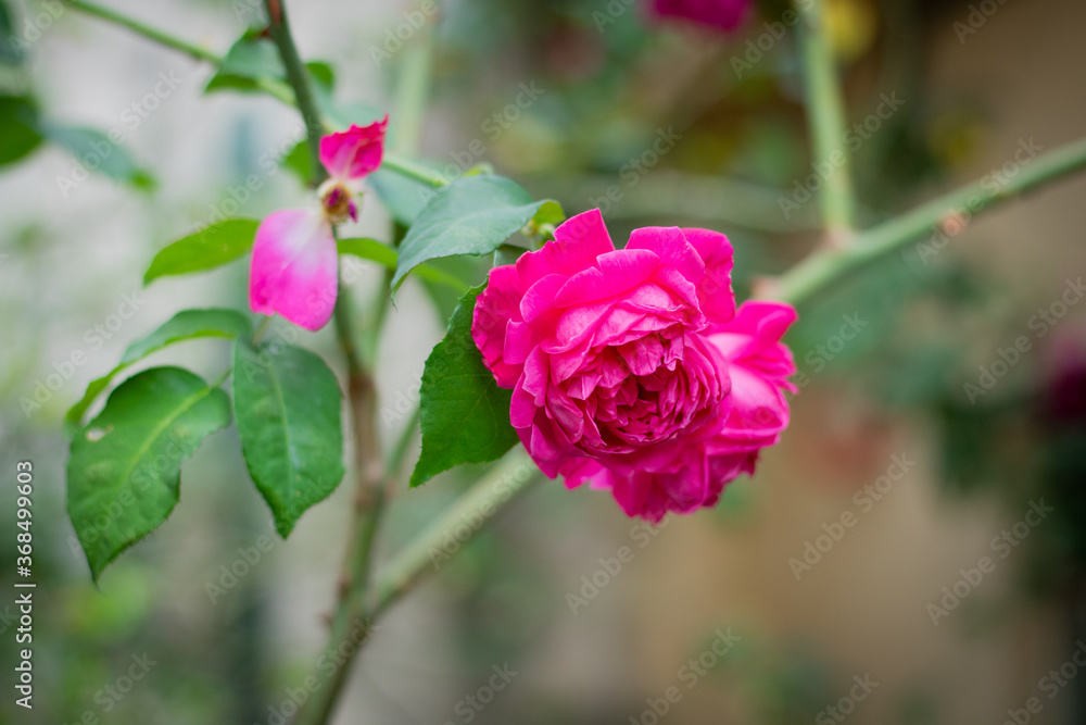 Rosa