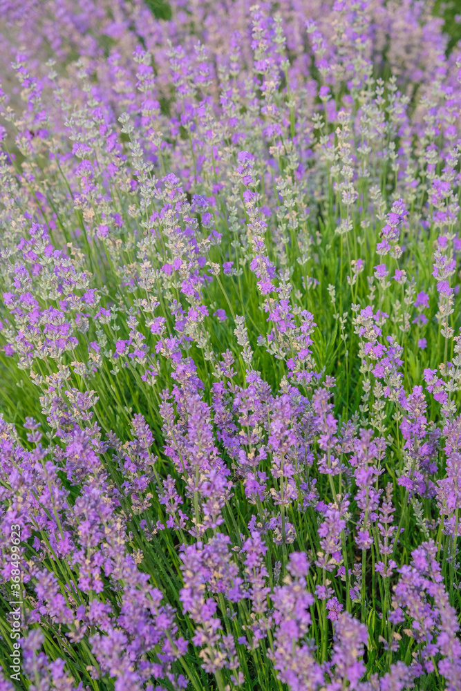 Obraz premium Lavender with morning dew. Vertical image.