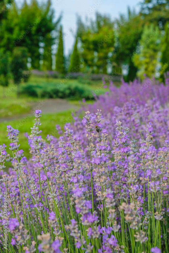 Morning garden with lavender. Home growing. Vertical image. - obrazy, fototapety, plakaty 