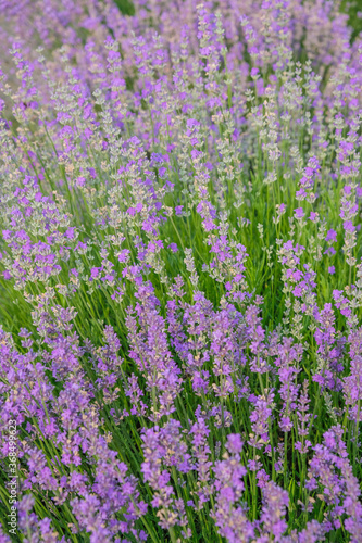 Lavender with morning dew. Vertical image.