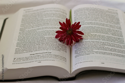 Close up of a bible opened with a red carnation flower laying on the page