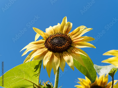 Cuadro en lienzo Helianthus annuus | Common sunflower with yellow ray flowers and golden disk flo