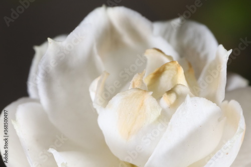 White Lemon Flower Petals close up