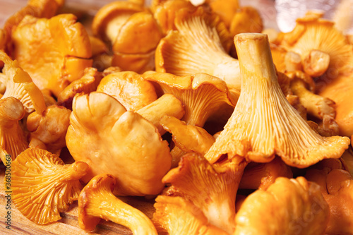 Mushroom background of crowded golden chanterelles. Fresh harvest. Close up, macro. Many chanterelles