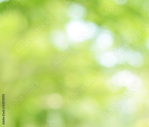 Spring bokeh nature abstract background Green leaves blurred, beautiful in the spring or summer, are green bokeh that selects the focus of the leaves from the tree to blur.