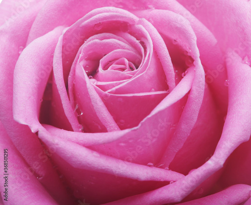 rose with water drops close up