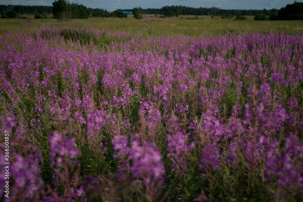 Obraz premium lavender field provence france