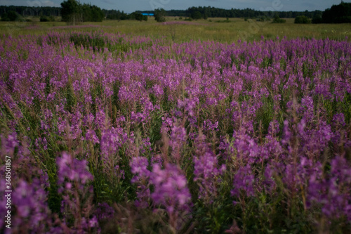lavender field provence france