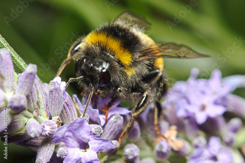 Bumblebee on lavender in the garden © Tomas