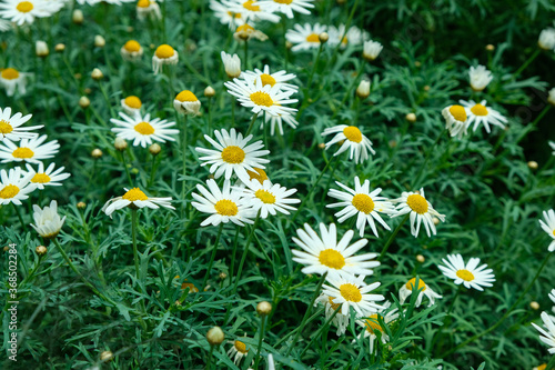 Argyranthemum (marguerite, marguerite daisy, dill daisy) is a genus of flowering plants belonging to the family Asteraceae.