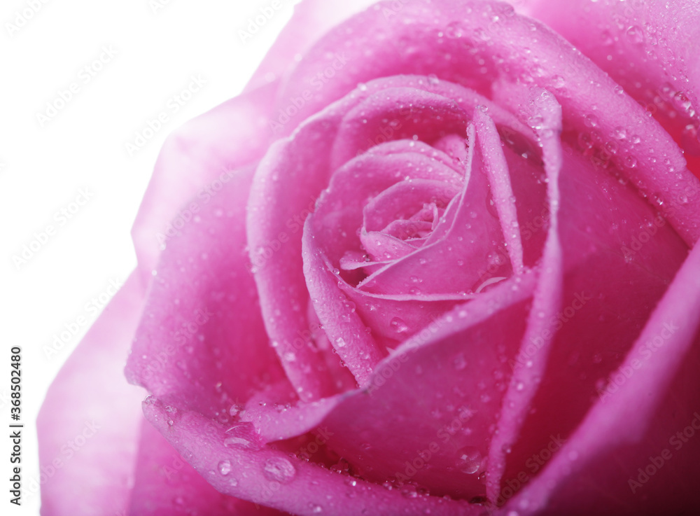 rose with water drops close up rose with water drops close up