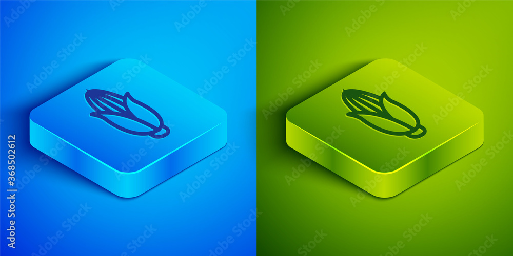 Isometric line Corn icon isolated on blue and green background. Square button. Vector Illustration. Isometric line Corn icon isolated on blue and green background. Square button. Vector Illustration.