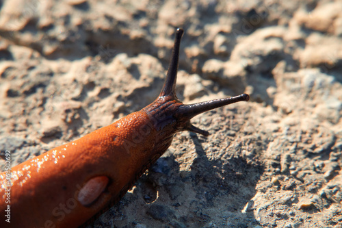 Red snail also slug ( Arion rufus ) on a stone path, photographed from behind, macro shot. Germany, Europe. photo