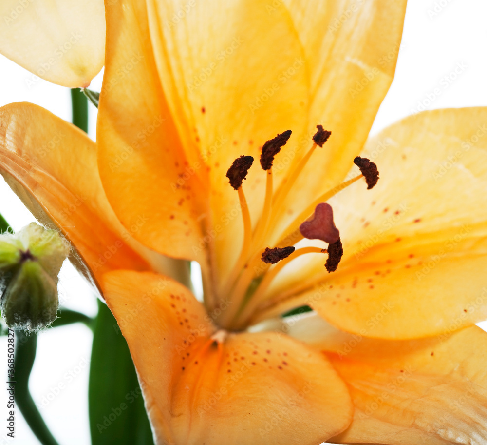 Lilies isolated over white background Lilies isolated over white background