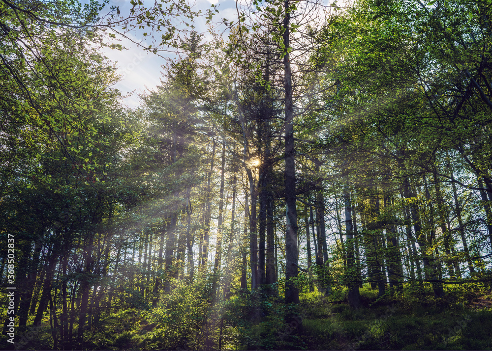Fototapeta premium Bielsko Biala, South Poland: Sunrise sunset rays penetrating through tall trees in the forest located on the hills