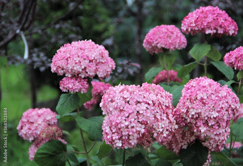 flower, flowers, pink, nature, spring, garden, lilac, plant, purple, blossom, green, bloom, beauty, floral, summer, beautiful, tree, blooming, petal, leaf, bush, color, leaves, flora, macro