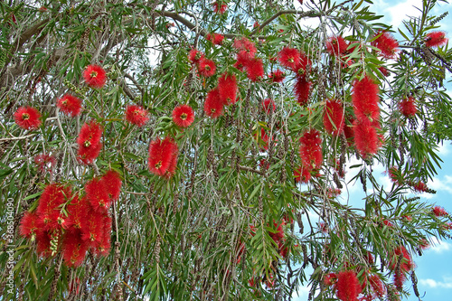 Flowers of Callistemon viminalis in bloom on tree
