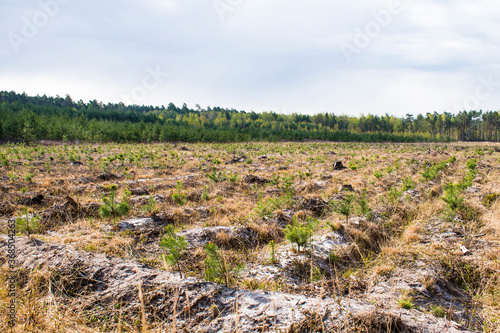 Plain turf / deforested field / conifer forest nursery with white ground / sand, grass, bushes and small coniferous trees. Green adult forest and cloudy windy blue sky on the background