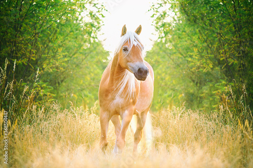 Obraz na płótnie Ein Haflinger auf der Koppel