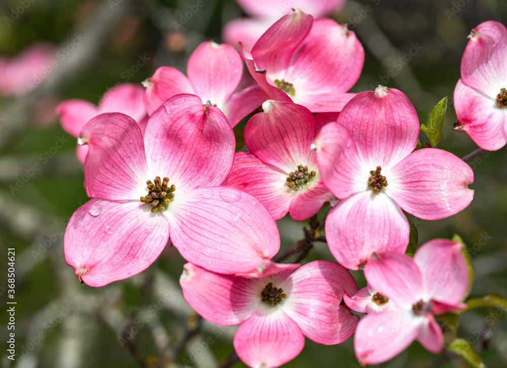 Pink dogwood blossomsin the spring, salem, Oregon Pink dogwood blossomsin the spring, salem, Oregon