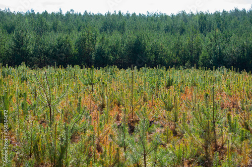 Forest landscape with young light green conifer forest nursery / field on the foreground and older trees and white sky on the back. 