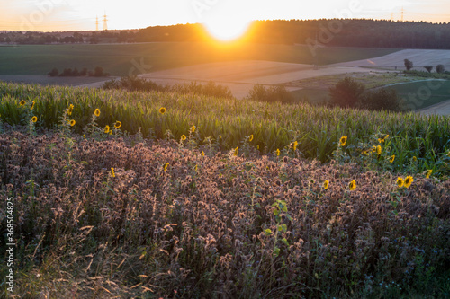 Sonnenblumenfeld in der Abendsonne © focus finder
